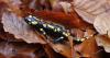 salamandra_czudec_xi_2012_t1.jpg