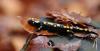 salamandra_czudec_xi_2012a_t1.jpg