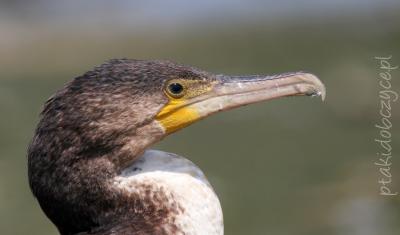 kormoran_zb_goczalkowicki_viii_2012.jpg