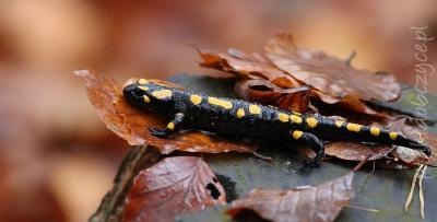 salamandra_czudec_xi_2012a.jpg