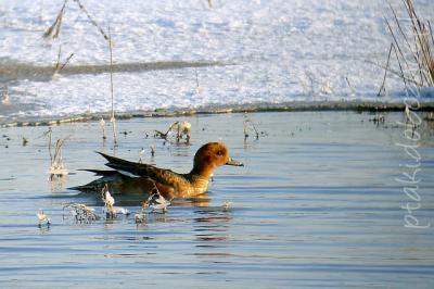 swistun_podbory_2009.jpg