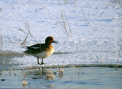 swistun_podbory_2009a.jpg