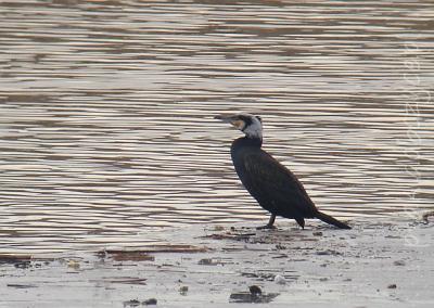 kormoran_sinensis_zb._laczany_2009.jpg