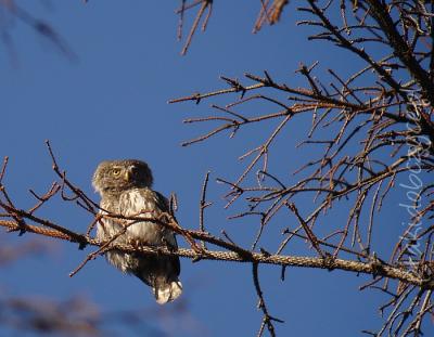 soweczka_babia_iv_2009a.jpg