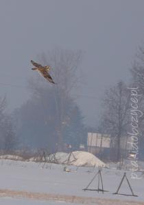 uszatka_blotna_pierzchow_i_2010b.jpg