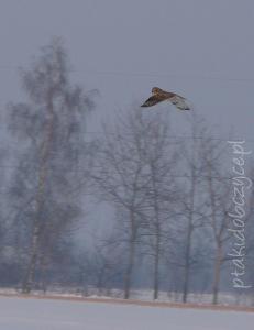 uszatka_blotna_pierzchow_i_2010e.jpg