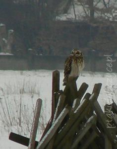 uszatka_blotna_zb_dobczycki_ii_2010a.jpg